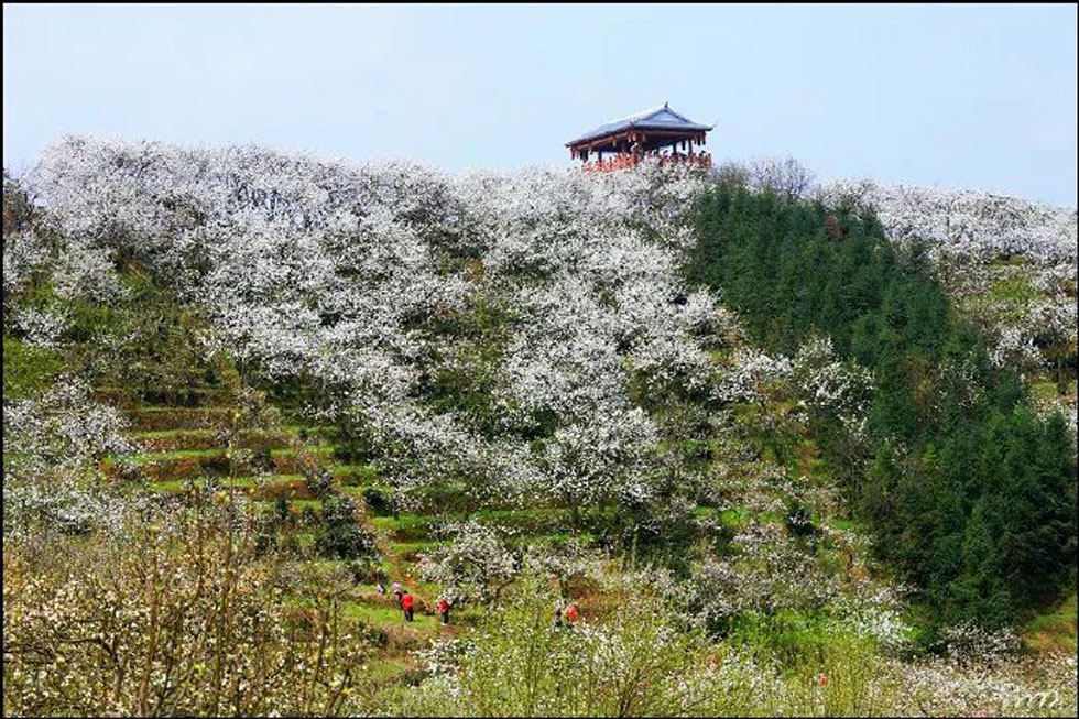 【春天，广西桂林灌阳县向您发出邀请！】我们在灌阳看梨花 - 游山玩水 - 昌都生活社区 - 昌都28生活网 changdu.28life.net