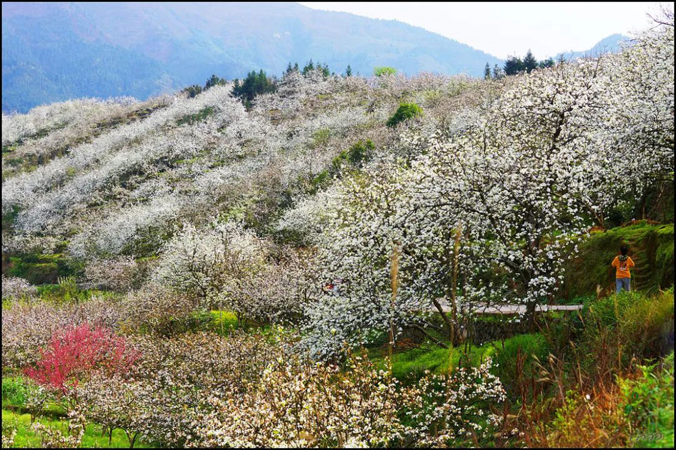 【春天，广西桂林灌阳县向您发出邀请！】我们在灌阳看梨花 - 游山玩水 - 昌都生活社区 - 昌都28生活网 changdu.28life.net