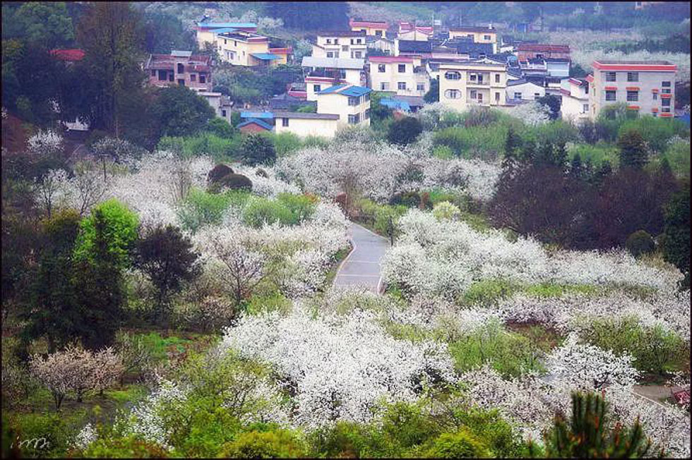 【春天，广西桂林灌阳县向您发出邀请！】我们在灌阳看梨花 - 游山玩水 - 昌都生活社区 - 昌都28生活网 changdu.28life.net