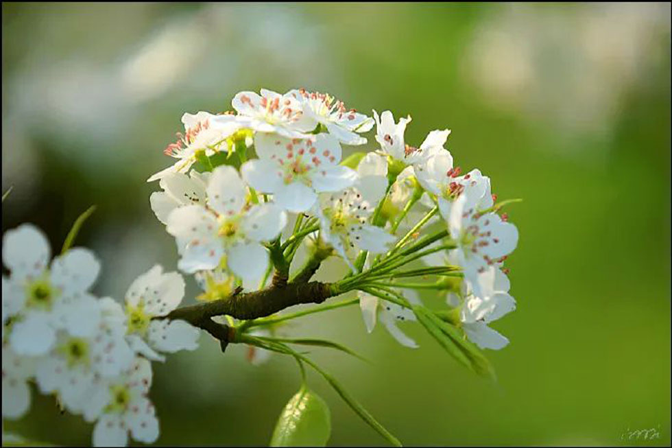 【春天，广西桂林灌阳县向您发出邀请！】我们在灌阳看梨花 - 游山玩水 - 昌都生活社区 - 昌都28生活网 changdu.28life.net