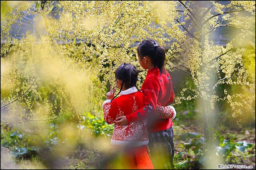【春天，广西桂林灌阳县向您发出邀请！】米珠山前有片山苍子花在飘香 - 游山玩水 - 昌都生活社区 - 昌都28生活网 changdu.28life.net