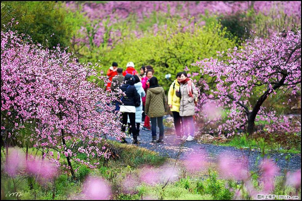 【春天，广西桂林灌阳县向您发出邀请！】官庄村有个醉美的桃花园 - 游山玩水 - 昌都生活社区 - 昌都28生活网 changdu.28life.net