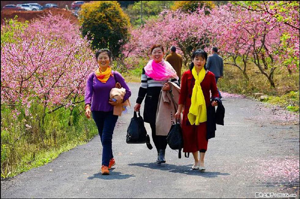 【春天，广西桂林灌阳县向您发出邀请！】官庄村有个醉美的桃花园 - 游山玩水 - 昌都生活社区 - 昌都28生活网 changdu.28life.net