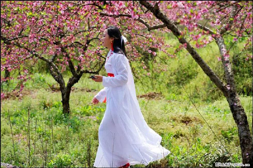 【春天，广西桂林灌阳县向您发出邀请！】官庄村有个醉美的桃花园 - 游山玩水 - 昌都生活社区 - 昌都28生活网 changdu.28life.net
