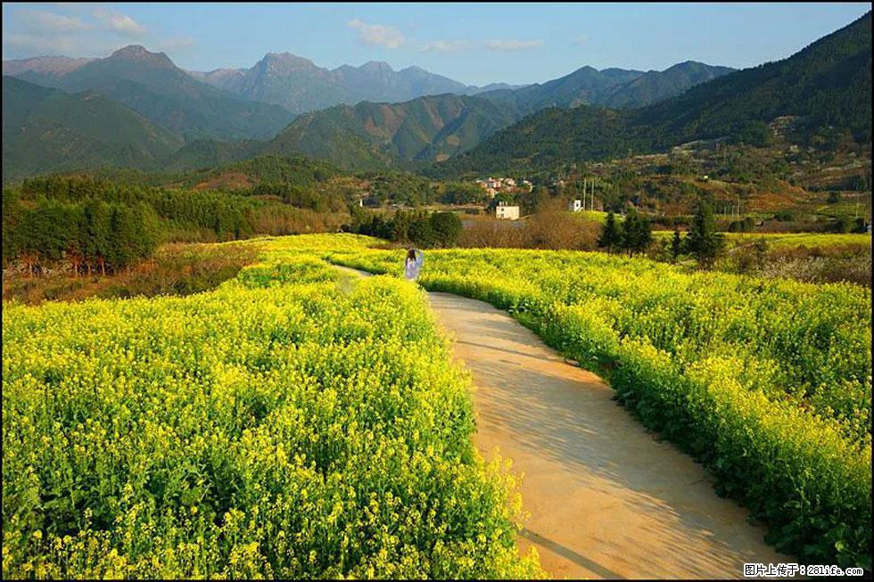 【春天，广西桂林灌阳县向您发出邀请！】长坪村油菜盛情花开 - 游山玩水 - 昌都生活社区 - 昌都28生活网 changdu.28life.net