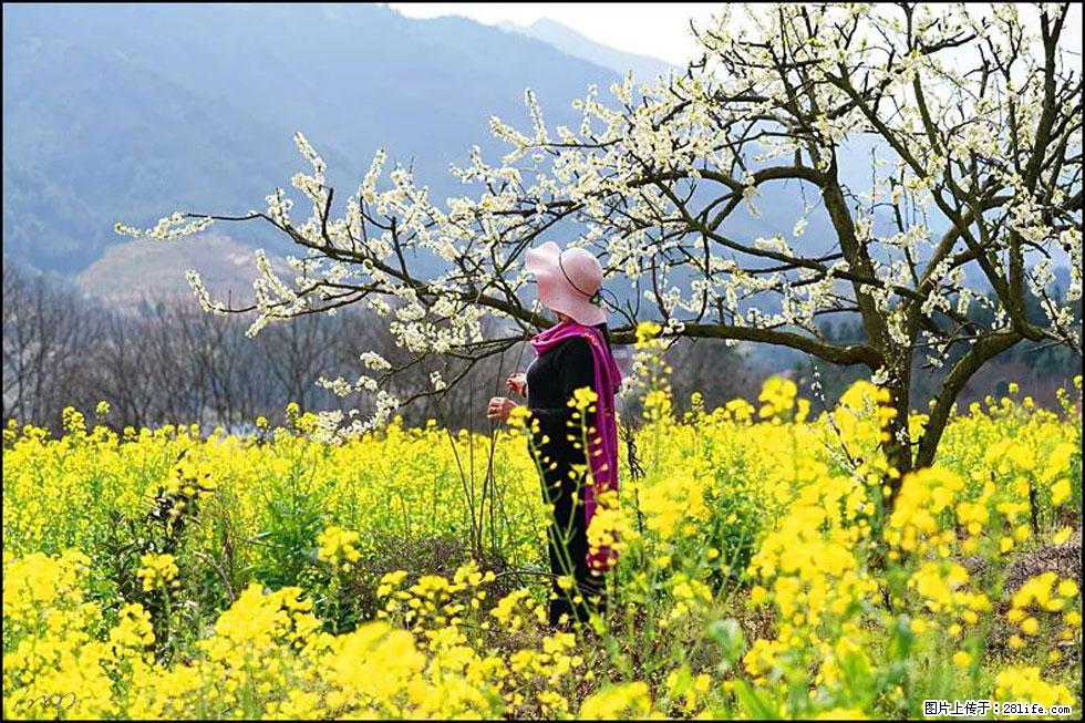 【春天，广西桂林灌阳县向您发出邀请！】长坪村油菜盛情花开 - 游山玩水 - 昌都生活社区 - 昌都28生活网 changdu.28life.net