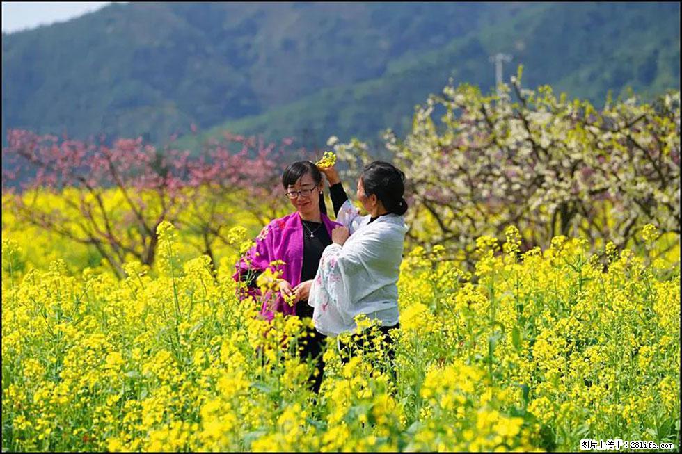 【春天，广西桂林灌阳县向您发出邀请！】长坪村油菜盛情花开 - 游山玩水 - 昌都生活社区 - 昌都28生活网 changdu.28life.net