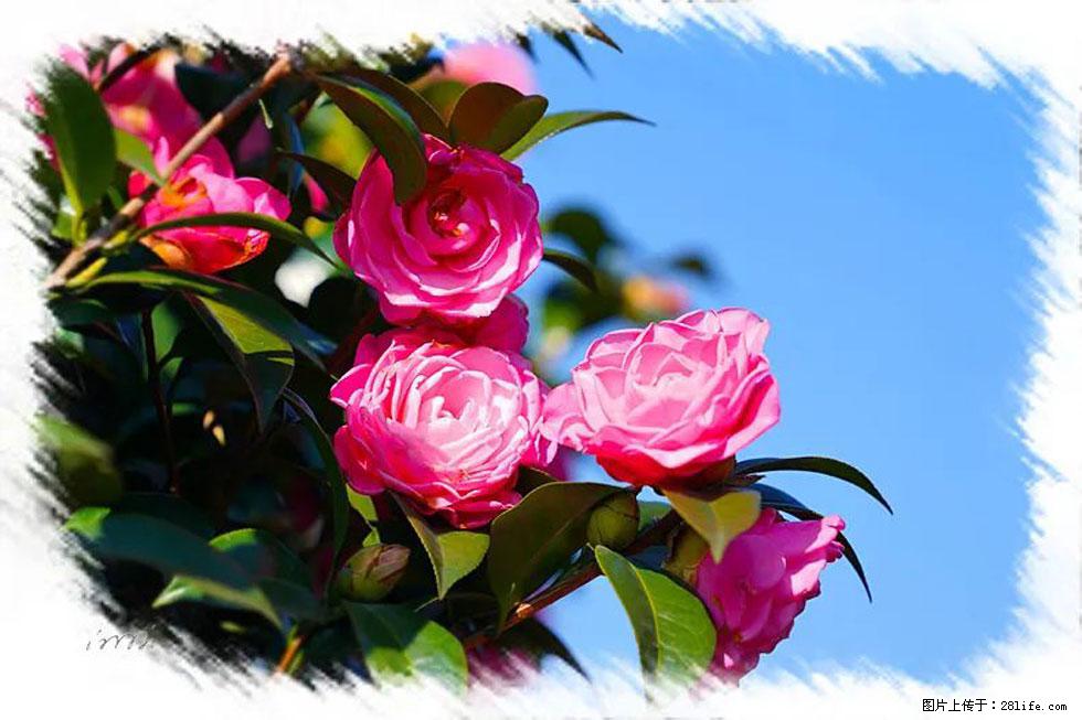 【春天，广西桂林灌阳县向您发出邀请！】杨柳井茶花惹人爱 - 游山玩水 - 昌都生活社区 - 昌都28生活网 changdu.28life.net