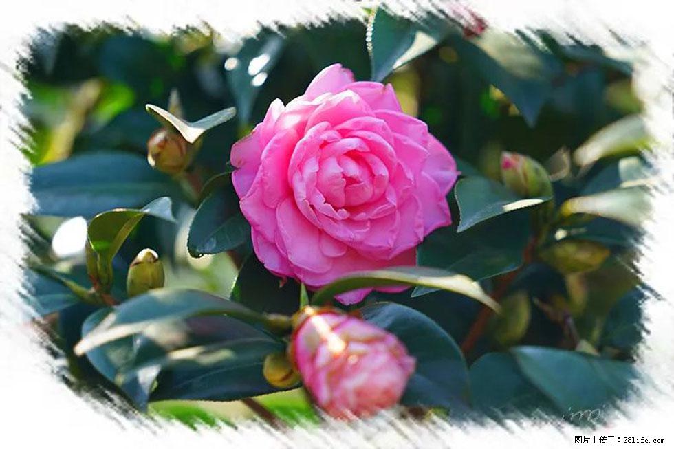 【春天，广西桂林灌阳县向您发出邀请！】杨柳井茶花惹人爱 - 游山玩水 - 昌都生活社区 - 昌都28生活网 changdu.28life.net