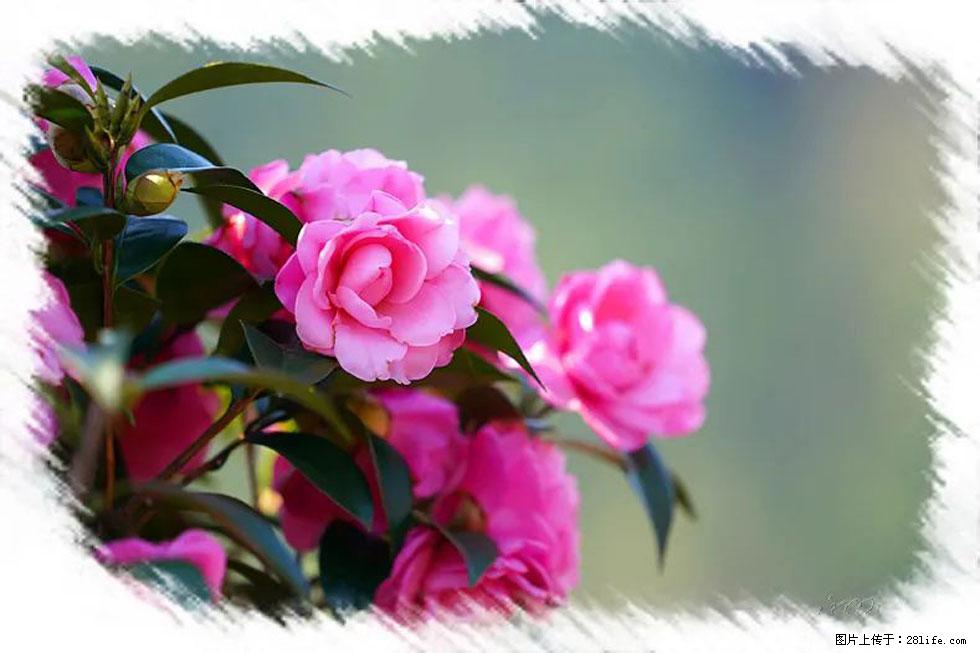 【春天，广西桂林灌阳县向您发出邀请！】杨柳井茶花惹人爱 - 游山玩水 - 昌都生活社区 - 昌都28生活网 changdu.28life.net