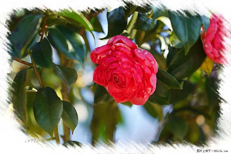 【春天，广西桂林灌阳县向您发出邀请！】杨柳井茶花惹人爱 - 游山玩水 - 昌都生活社区 - 昌都28生活网 changdu.28life.net