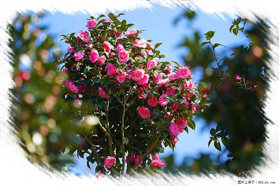 【春天，广西桂林灌阳县向您发出邀请！】杨柳井茶花惹人爱 - 游山玩水 - 昌都生活社区 - 昌都28生活网 changdu.28life.net