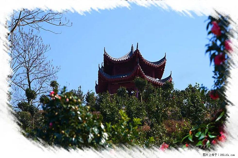 【春天，广西桂林灌阳县向您发出邀请！】杨柳井茶花惹人爱 - 游山玩水 - 昌都生活社区 - 昌都28生活网 changdu.28life.net