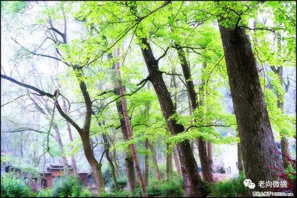 【春天，广西桂林灌阳县向您发出邀请！】在小龙村与春天约会 - 游山玩水 - 昌都生活社区 - 昌都28生活网 changdu.28life.net