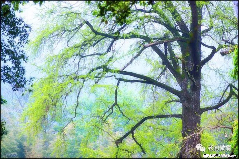 【春天，广西桂林灌阳县向您发出邀请！】在小龙村与春天约会 - 游山玩水 - 昌都生活社区 - 昌都28生活网 changdu.28life.net
