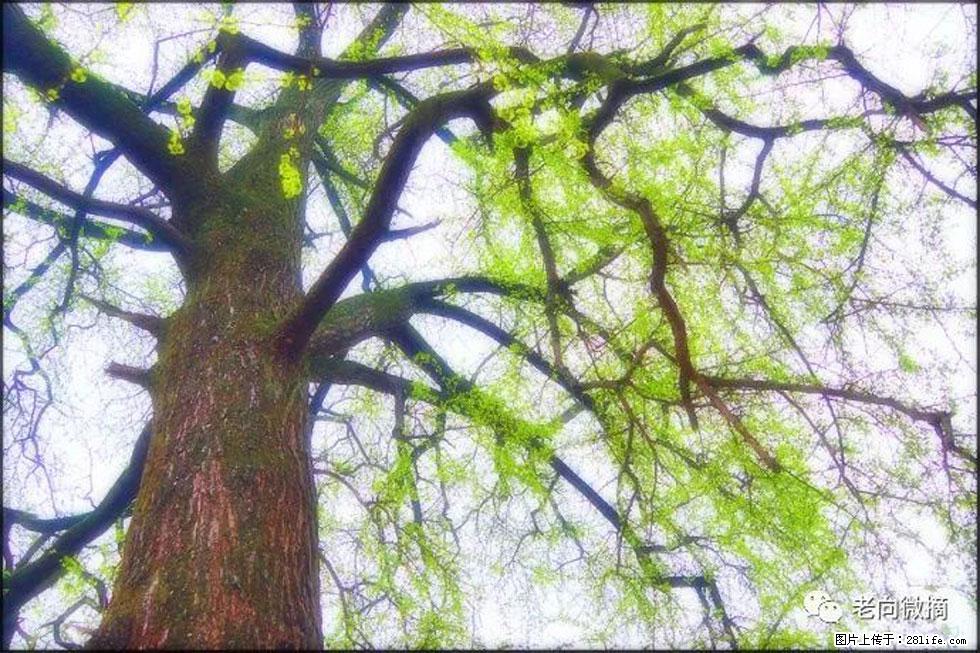 【春天，广西桂林灌阳县向您发出邀请！】在小龙村与春天约会 - 游山玩水 - 昌都生活社区 - 昌都28生活网 changdu.28life.net