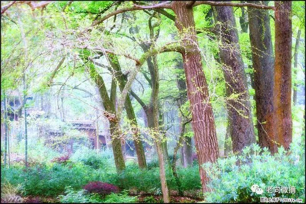 【春天，广西桂林灌阳县向您发出邀请！】在小龙村与春天约会 - 游山玩水 - 昌都生活社区 - 昌都28生活网 changdu.28life.net