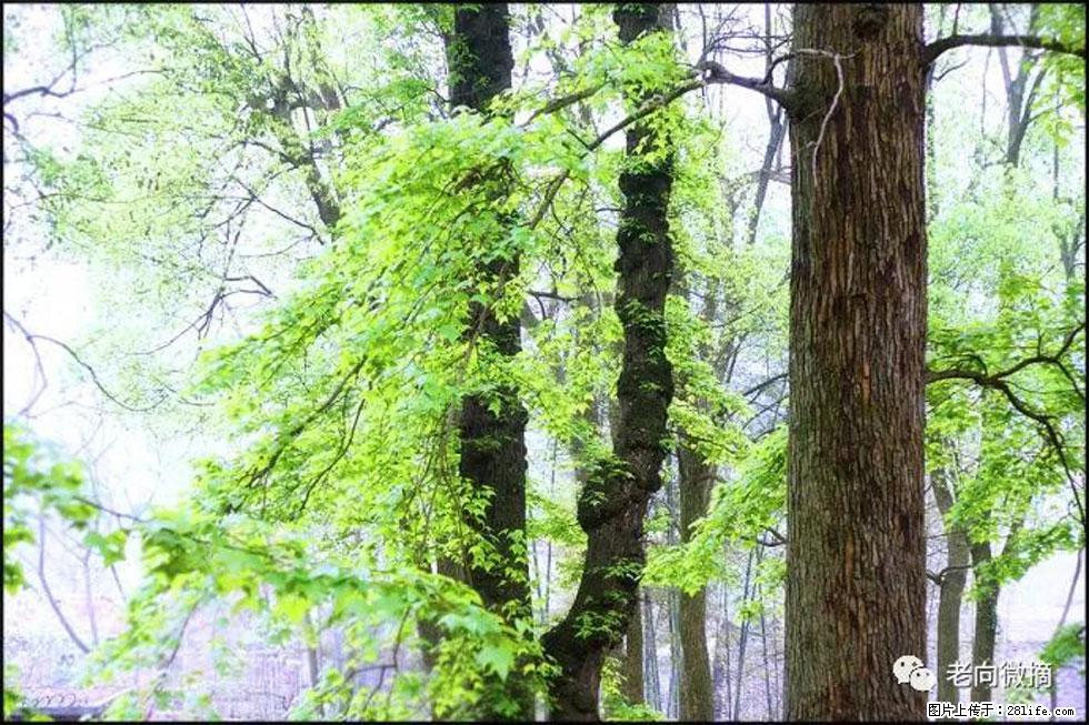 【春天，广西桂林灌阳县向您发出邀请！】在小龙村与春天约会 - 游山玩水 - 昌都生活社区 - 昌都28生活网 changdu.28life.net