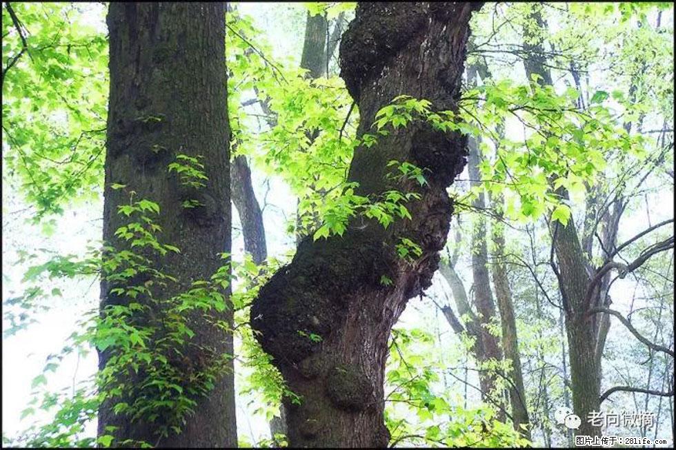 【春天，广西桂林灌阳县向您发出邀请！】在小龙村与春天约会 - 游山玩水 - 昌都生活社区 - 昌都28生活网 changdu.28life.net