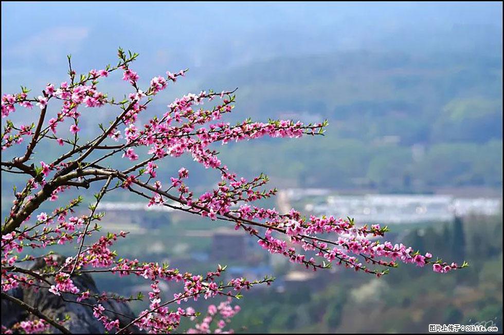 【春天，广西桂林灌阳县向您发出邀请！】望月岭上桃花开 - 游山玩水 - 昌都生活社区 - 昌都28生活网 changdu.28life.net