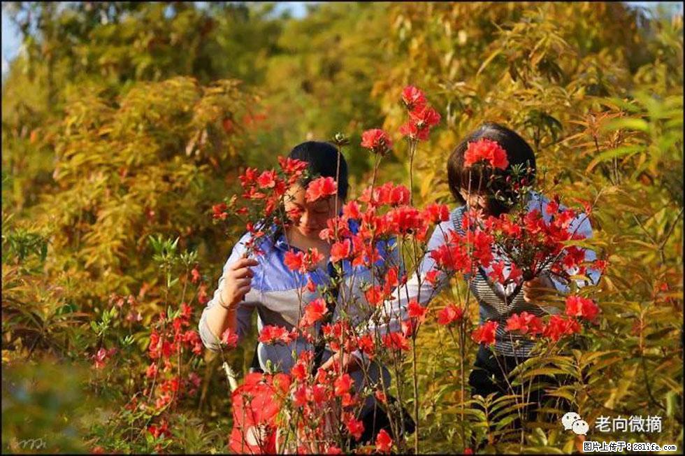 【春天，广西桂林灌阳县向您发出邀请！】登麒麟山，相约映山红 - 游山玩水 - 昌都生活社区 - 昌都28生活网 changdu.28life.net