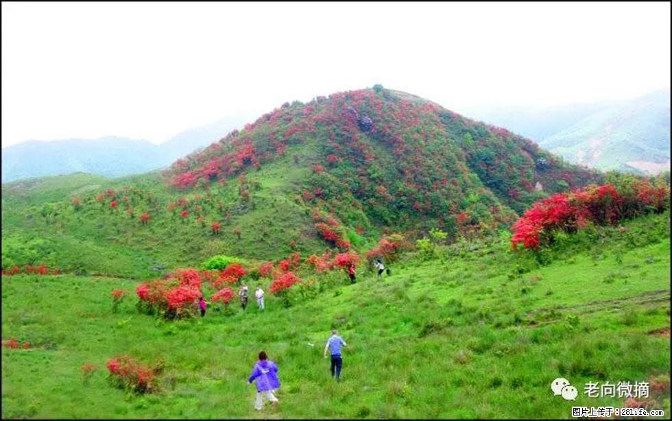 【春天，广西桂林灌阳县向您发出邀请！】宝盖山上映山红 - 游山玩水 - 昌都生活社区 - 昌都28生活网 changdu.28life.net