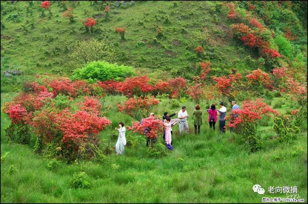 【春天，广西桂林灌阳县向您发出邀请！】宝盖山上映山红 - 游山玩水 - 昌都生活社区 - 昌都28生活网 changdu.28life.net