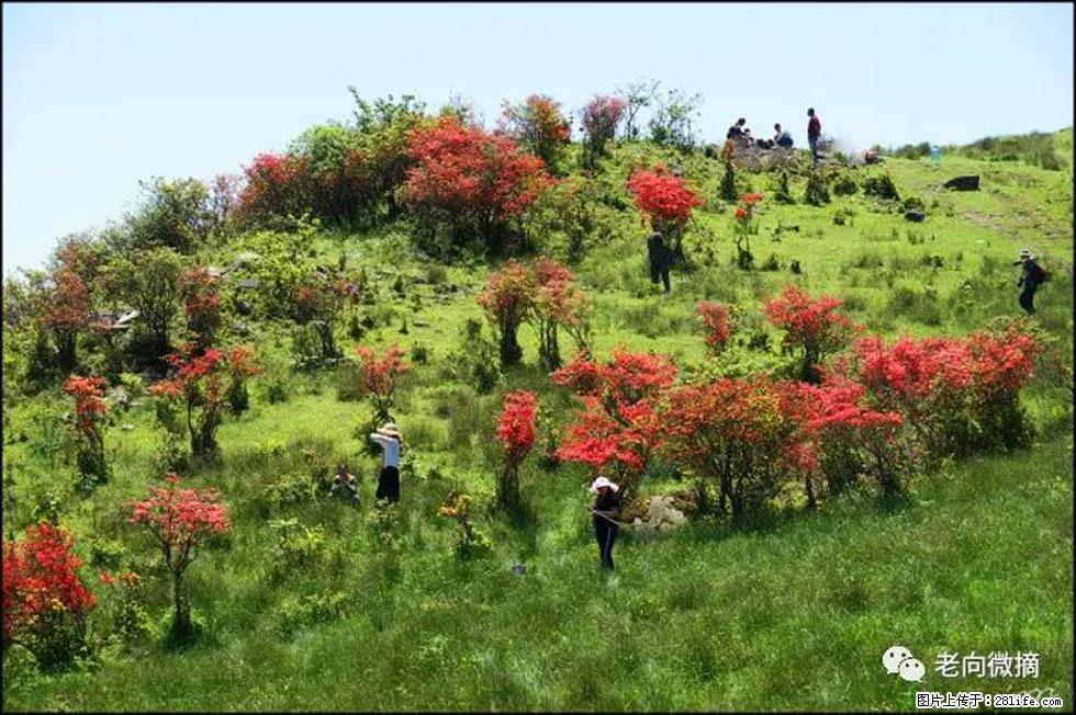【春天，广西桂林灌阳县向您发出邀请！】宝盖山上映山红 - 游山玩水 - 昌都生活社区 - 昌都28生活网 changdu.28life.net