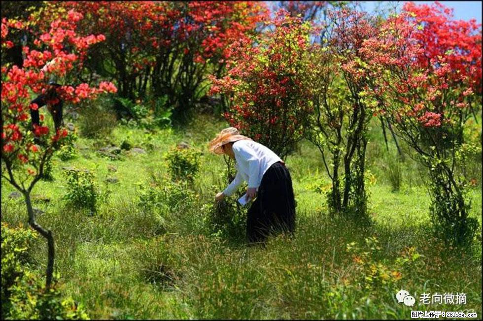 【春天，广西桂林灌阳县向您发出邀请！】宝盖山上映山红 - 游山玩水 - 昌都生活社区 - 昌都28生活网 changdu.28life.net