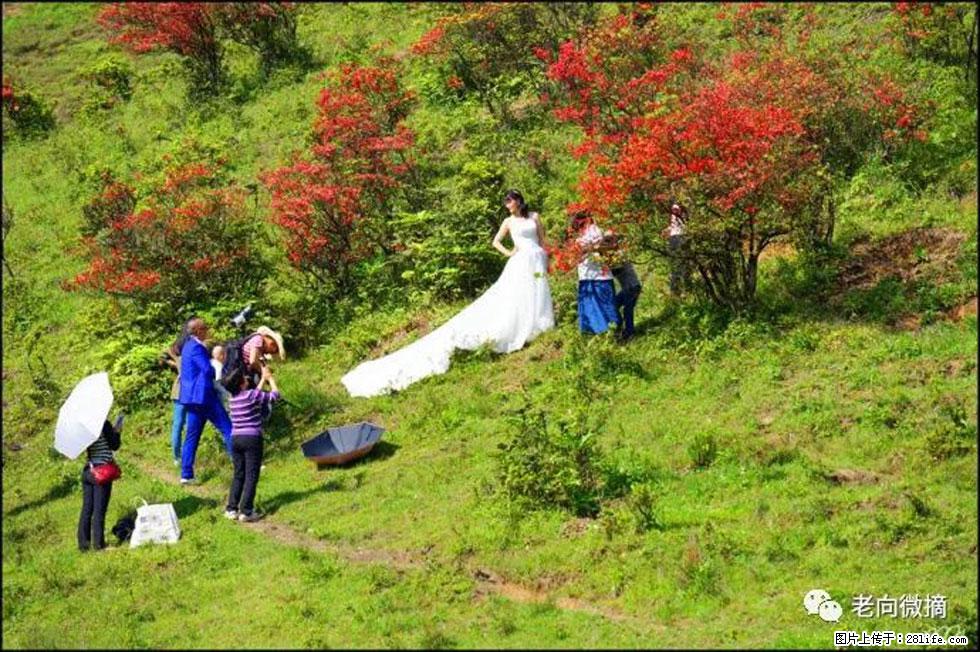 【春天，广西桂林灌阳县向您发出邀请！】宝盖山上映山红 - 游山玩水 - 昌都生活社区 - 昌都28生活网 changdu.28life.net