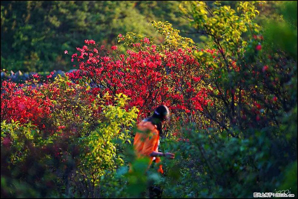 【春天，广西桂林灌阳县向您发出邀请！】春木界上映山红 - 游山玩水 - 昌都生活社区 - 昌都28生活网 changdu.28life.net