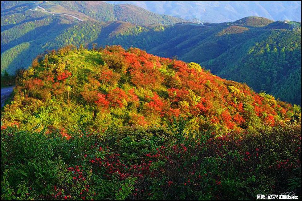 【春天，广西桂林灌阳县向您发出邀请！】春木界上映山红 - 游山玩水 - 昌都生活社区 - 昌都28生活网 changdu.28life.net