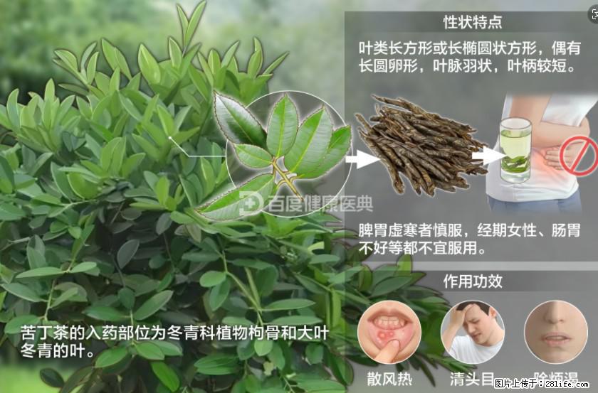 苦丁茶有哪些功效和作用 - 生活百科 - 昌都生活社区 - 昌都28生活网 changdu.28life.net