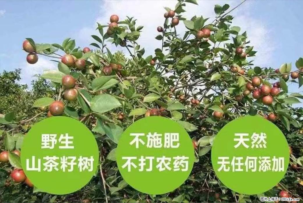 【灌阳县油茶产业示范区】一个有着充实的精神生活的人，对待身外之物自会有一种淡泊的态度 - 美食天地 - 昌都生活社区 - 昌都28生活网 changdu.28life.net