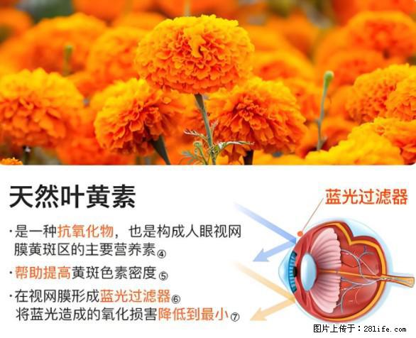 叶黄素有什么功效和作用 - 生活百科 - 昌都生活社区 - 昌都28生活网 changdu.28life.net