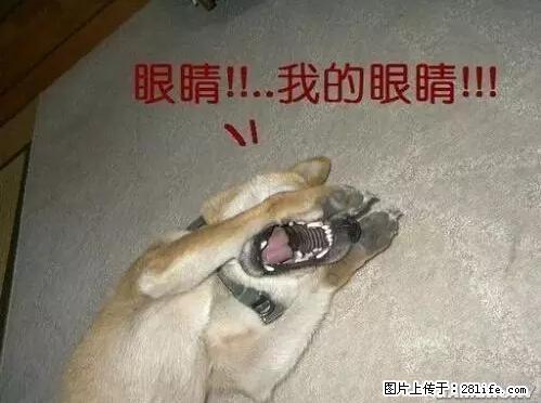笑癫了！一女的怀孕三年未生，他终于忍不住了... - 娱乐八卦 - 昌都生活社区 - 昌都28生活网 changdu.28life.net