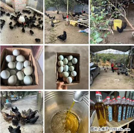 油茶园从小鸡仔开始养起的纯土鸡、土鸡蛋可以预定啦!还有前几天刚榨的纯山茶油哦 - 美食天地 - 昌都生活社区 - 昌都28生活网 changdu.28life.net