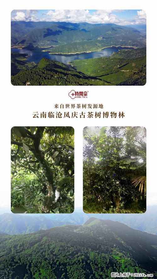 时间果百年古树2025年春红茶 - 购物交流 - 昌都生活社区 - 昌都28生活网 changdu.28life.net