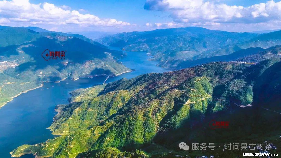 时间果百年古树龙珠普洱生茶 - 购物交流 - 昌都生活社区 - 昌都28生活网 changdu.28life.net