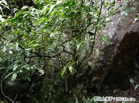 平乐石崖茶，珍贵仅次于金花茶 - 昌都生活资讯 - 昌都28生活网 changdu.28life.net