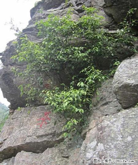 平乐石崖茶，珍贵仅次于金花茶 - 昌都生活资讯 - 昌都28生活网 changdu.28life.net