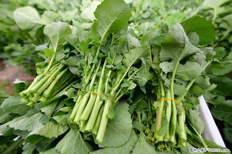 这些蔬菜是“天然钙片”，这6种被医生重点推荐 - 昌都生活资讯 - 昌都28生活网 changdu.28life.net